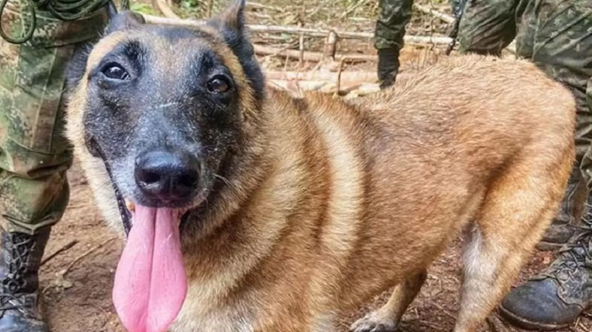 Continúa la búsqueda de Wilson, el perro rescatista que ayudó a encontrar a los niños en la selva