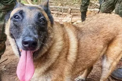 Continúa búsqueda de Wilson, el perro héroe que encontró a niños sobrevivientes en selva colombiana
