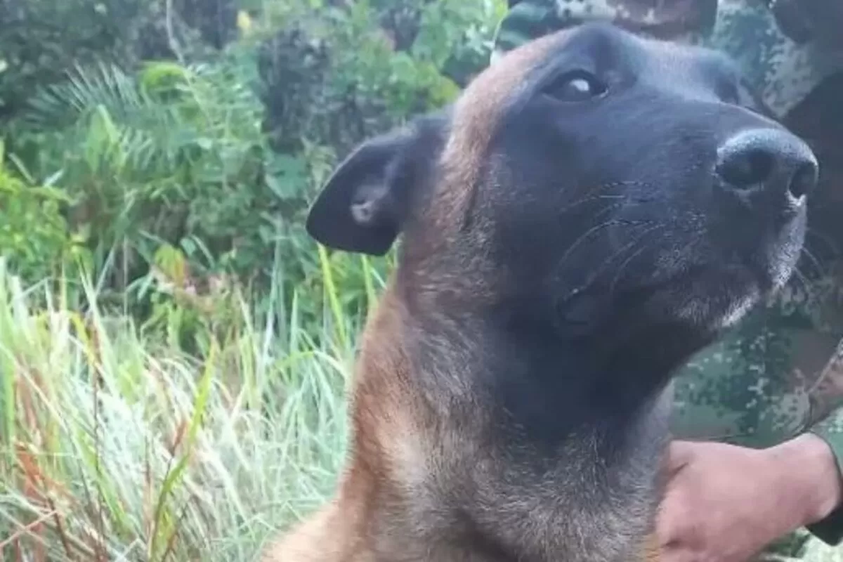 Niños perdidos en Colombia: hallaron a uno de los perros rescatistas en la selva del Guaviare