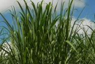 La maduración de la caña muestra un atraso