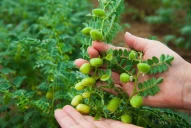 Luego de un año malo, el garbanzo se prepara para su revancha, en la provincia y en la región