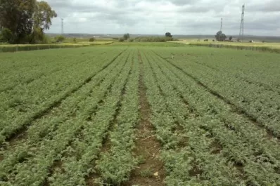 Productores del NOA habrían sembrado alrededor de 52.000 hectáreas de garbanzo
