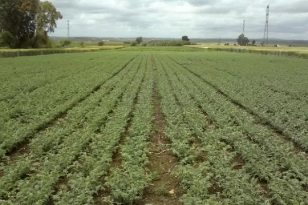 Productores del NOA habrían sembrado alrededor de 52.000 hectáreas de garbanzo