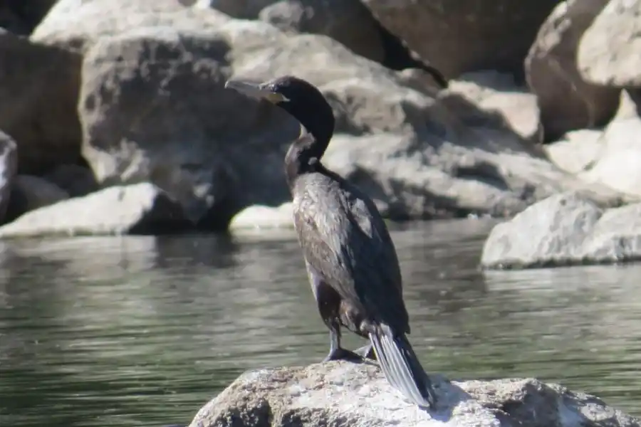 BIODIVERSIDAD. Los científicos están relevando el lugar.  