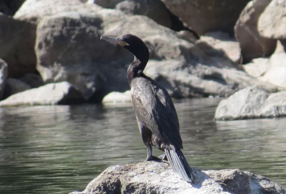 BIODIVERSIDAD. Los científicos están relevando el lugar.  