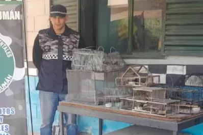 Tafí Viejo: rescatan aves autóctonas