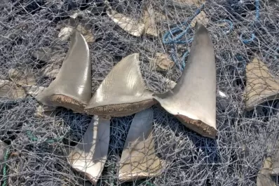 Brasil incautó el mayor cargamento ilegal de aletas de tiburón del mundo