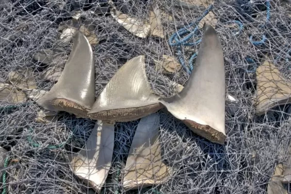 Brasil incautó el mayor cargamento ilegal de aletas de tiburón del mundo