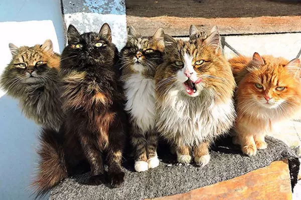 División maullidos, el ejercito de gatos que salvó a Leningrado de los ratones