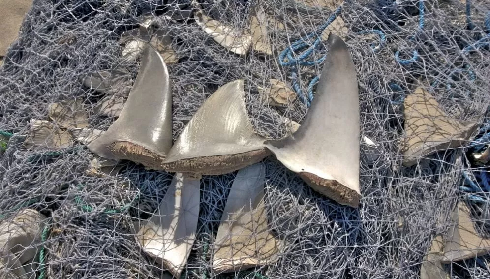 Brasil incautó el mayor cargamento ilegal de aletas de tiburón del mundo