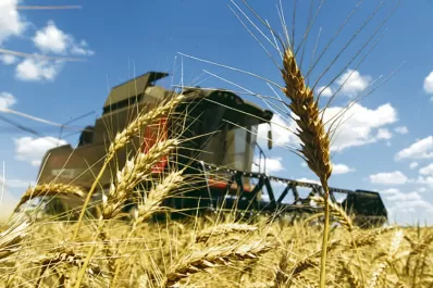 Trigo: estiman una producción inicial de 16,2 millones de toneladas