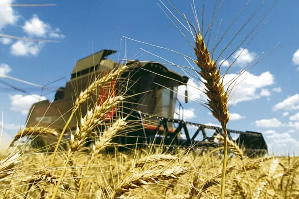 Trigo: estiman una producción inicial de 16,2 millones de toneladas