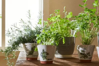 ¿Cuál es la hierba aromática con beneficios para los huesos que todos tenemos en casa?