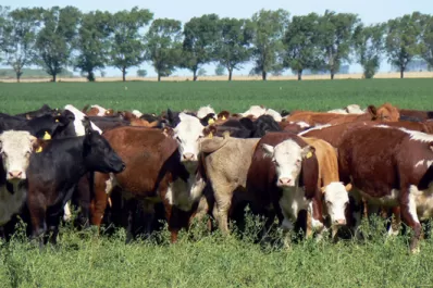 En el país se aplica un criterio equivocado para medir los CO2e emitidos por pastizales