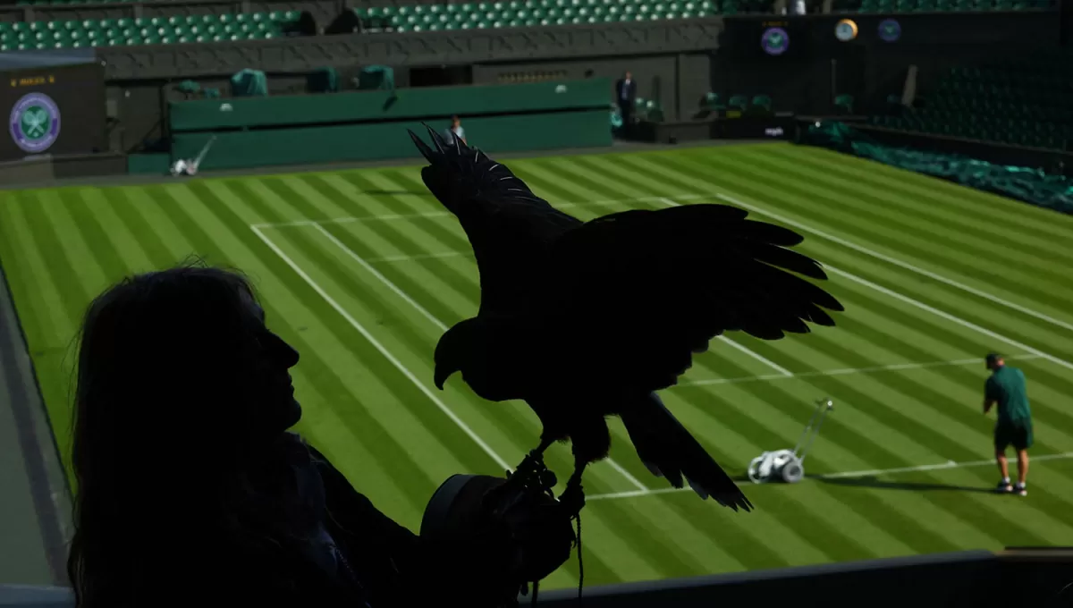 EN ALL ENGLAND. Donna Davis sostiene al halcón Rufus, empleado para asustar pájaros en la cancha central durante el primer día de Wimbledon.