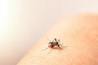 ¿Por qué siguen los contagios de dengue aunque es invierno?
