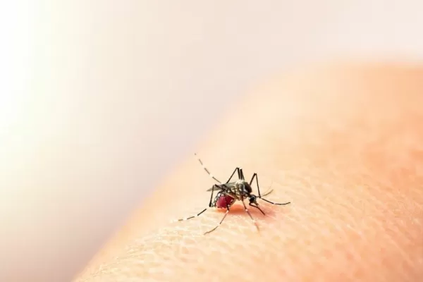 ¿Por qué siguen los contagios de dengue aunque es invierno?