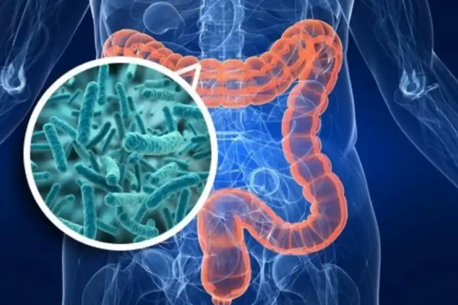 Según investigaciones, el maíz morado protege al intestino grueso.