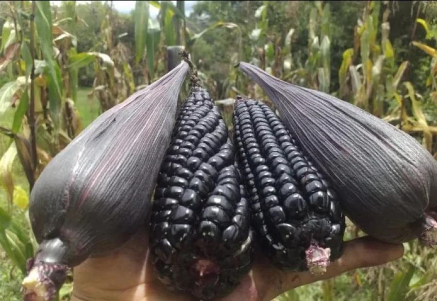 El maíz morado otorga numerosos beneficios para la salud.