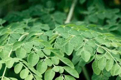 Cuál es la planta súper beneficiosa que fortalece los huesos y combate la anemia