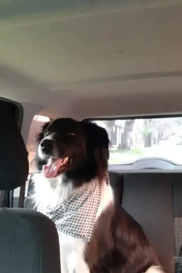 Jack, el perro héroe que salvó a su dueña de ser atropellada.