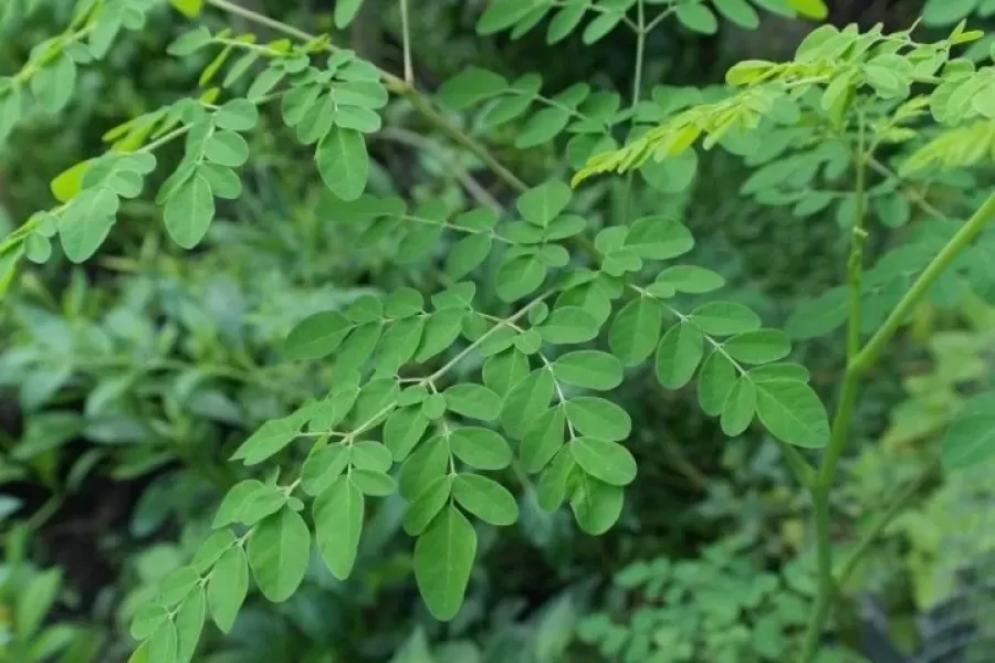 La moringa puede ser una suerte de suplemento natural de vitamina E.