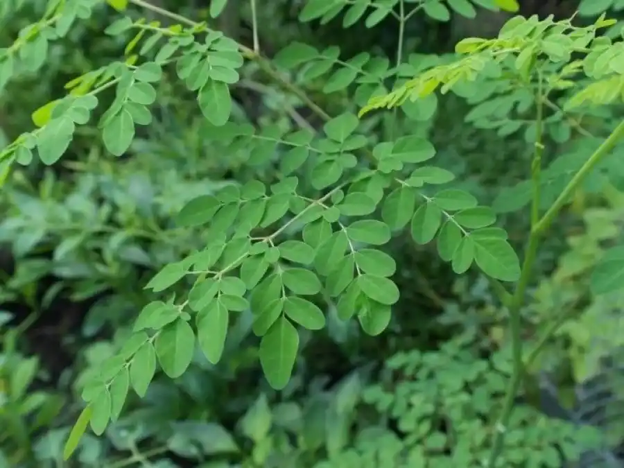 La moringa puede ser una suerte de suplemento natural de vitamina E.