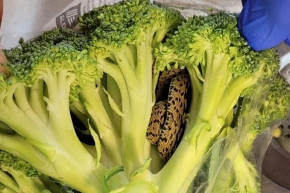 Compró brócoli y cuando lo abrió en casa tuvo una sorpresa que lo horrorizó