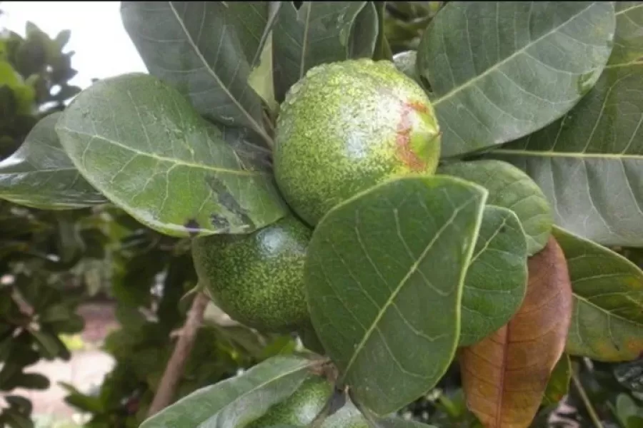 El fruto de origen peruano se extrae del árbol lúcumo.