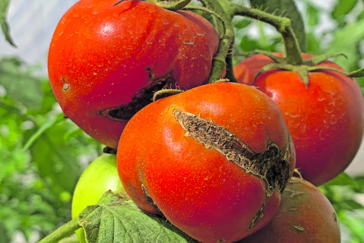 El Senasa declaró alerta en todo el país por el virus rugoso del tomate