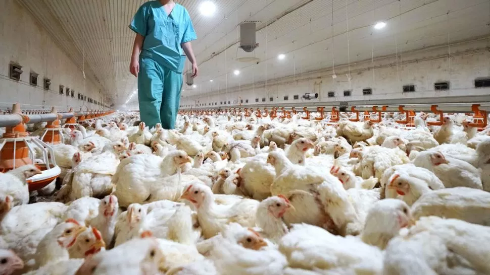GRIPE. En febrero se detectó por primera vez en el país la influenza aviar.  