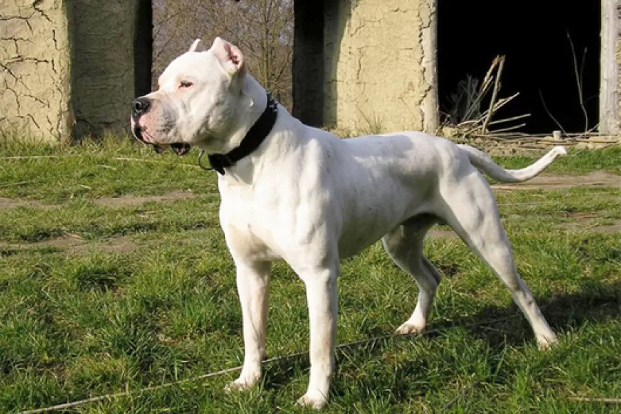 Un perro dogo argentino.