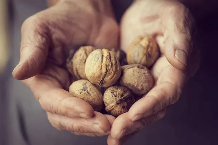 Nueces, frutos secos. (Foto Shutterstock)
