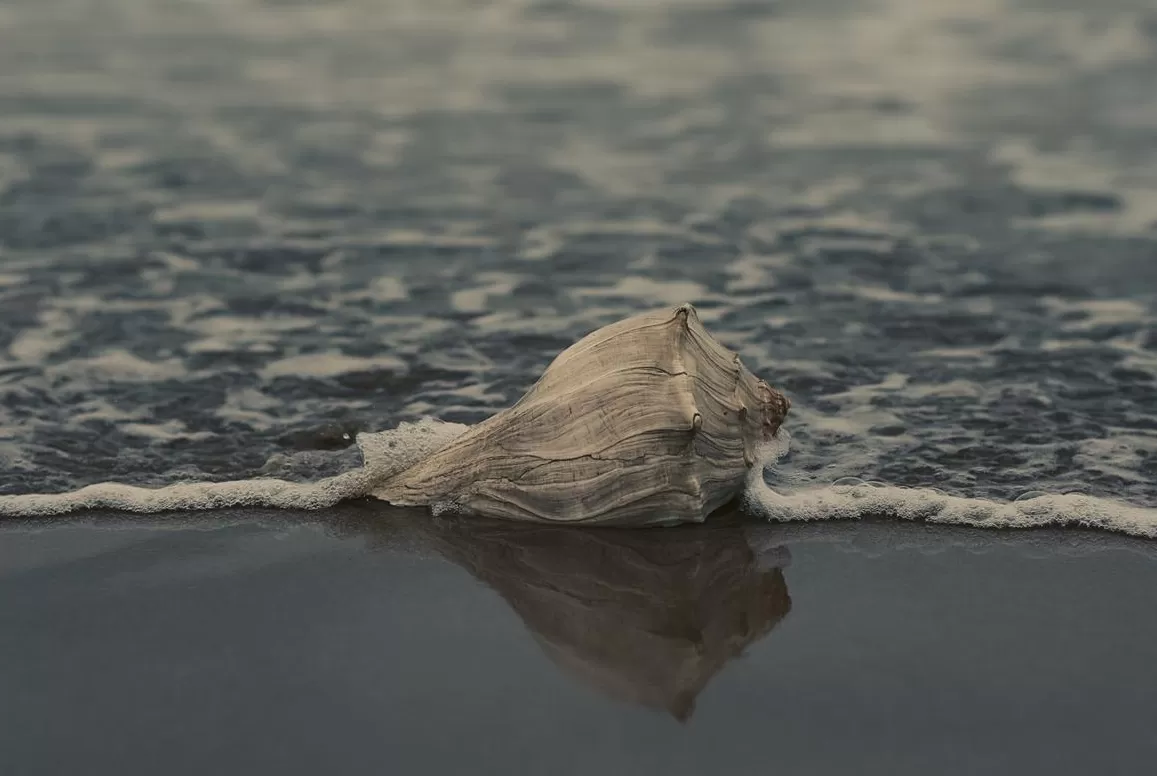 El feng shui recomienda no tener caracoles en los hogares