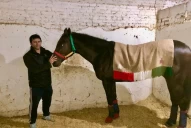 Turf: sobra optimismo en el equipo de Pertinax Joy