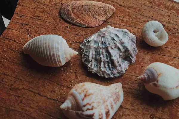 Feng shui: por qué no debemos tener caracoles en nuestras casas
