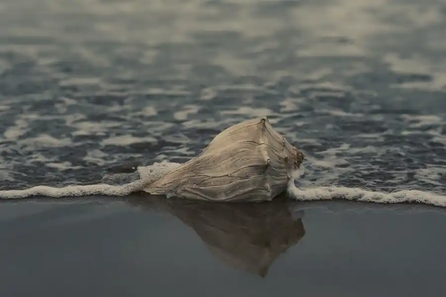 El feng shui recomienda no tener caracoles en los hogares