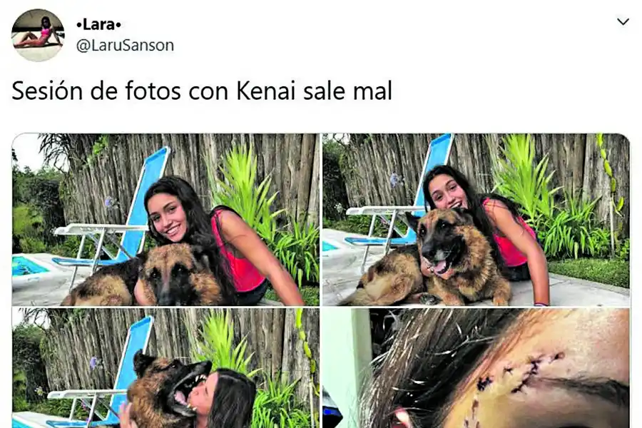 Cuando muerde un perro, es obligación denunciar