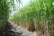 Caña: un retraso madurativo de 15 días