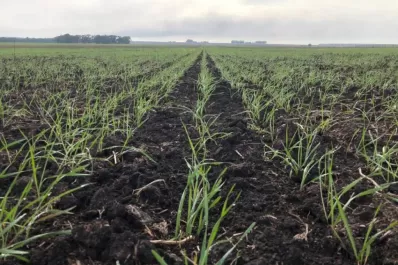 El buen arranque de esta campaña entusiasma a los productores trigueros de la provincia