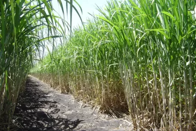 Caña: un retraso madurativo de 15 días