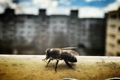 Cómo afecta la contaminación a los insectos
