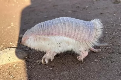 Neuquén: un joven halló un peculiar animal y compartió imágenes que se viralizaron en las redes