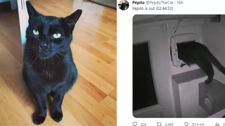 “Pépito”, el gato que tuitea cuando entra y sale de su casa.