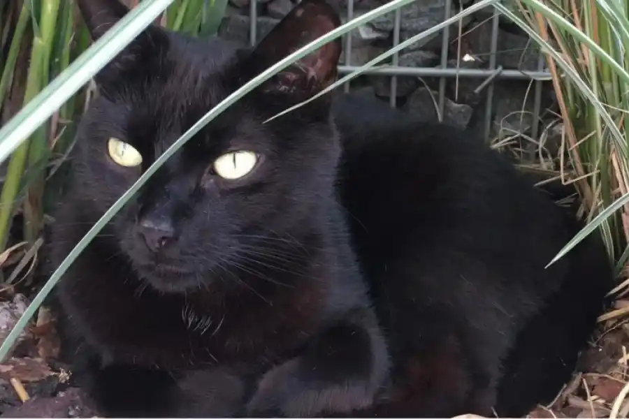 El gato negro tiene un sentido de explorador y le gusta salir por su barrio en Francia (Instagram: pepitothecat2007)