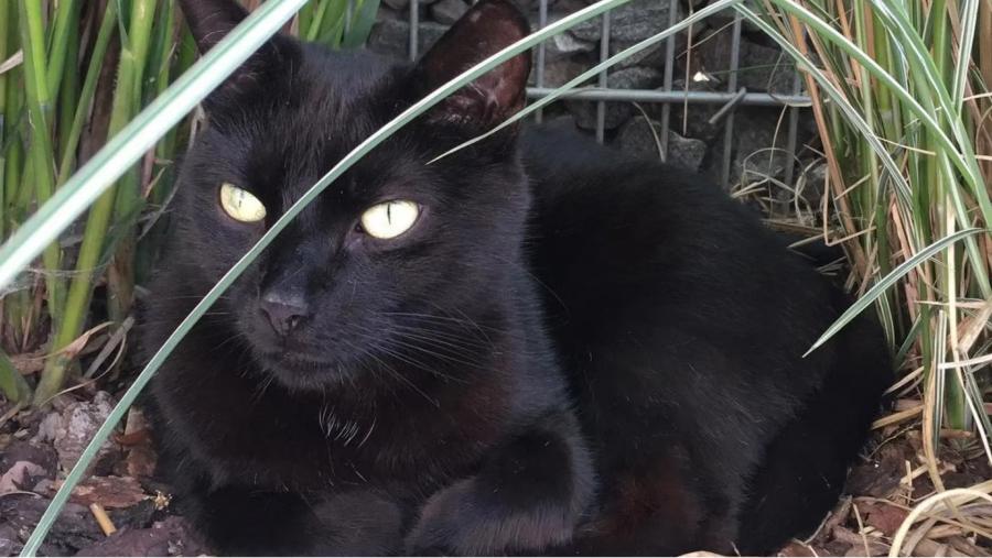 El gato negro tiene un sentido de explorador y le gusta salir por su barrio en Francia (Instagram: pepitothecat2007)