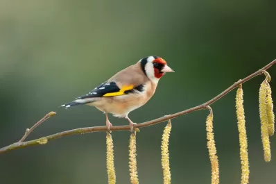 Increíble: qué mensaje trae el jilguero cuando canta en tu casa
