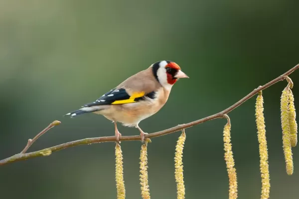 Rescataron y liberaron cinco aves autóctonas