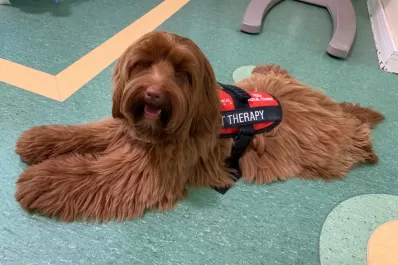 Día Mundial del Perro: conocé la historia de Kira, la heroína de cuatro patas