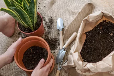 Con este truco casero, podes evitar que los insectos se coman las plantas